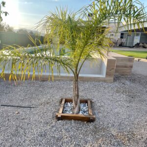 Bordillo Jardinera de Madera para Árboles y Plantas - Imagen 2